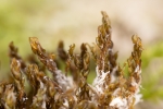 Didymodon tophaceus