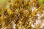 Didymodon tophaceus