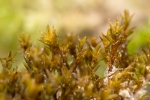 Didymodon tophaceus