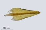 Didymodon tophaceus