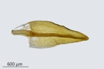 Didymodon tophaceus