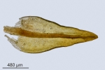 Didymodon tophaceus