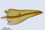 Didymodon tophaceus