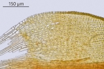 Didymodon tophaceus