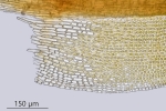 Didymodon tophaceus