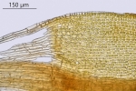 Didymodon tophaceus