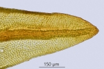 Didymodon tophaceus