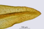 Didymodon tophaceus