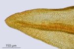 Didymodon tophaceus