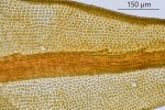 Didymodon tophaceus