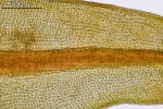 Didymodon tophaceus