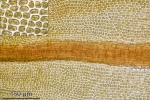 Didymodon tophaceus