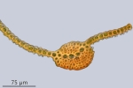 Didymodon tophaceus