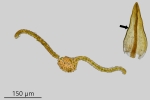 Didymodon tophaceus