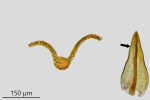 Didymodon tophaceus