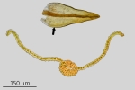 Didymodon tophaceus