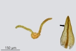Didymodon tophaceus