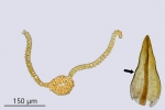 Didymodon tophaceus