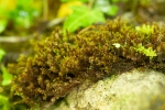 Didymodon ferrugineus
