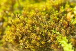 Didymodon ferrugineus