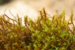 Didymodon ferrugineus