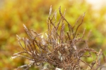 Didymodon ferrugineus