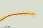 Didymodon ferrugineus