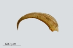 Didymodon ferrugineus
