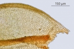 Didymodon ferrugineus