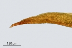Didymodon ferrugineus