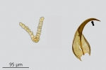 Didymodon ferrugineus