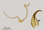 Didymodon ferrugineus