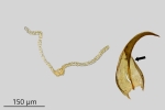 Didymodon ferrugineus
