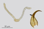Didymodon ferrugineus