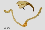 Didymodon ferrugineus
