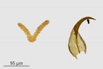 Didymodon ferrugineus