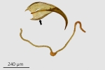 Didymodon ferrugineus