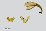 Didymodon ferrugineus