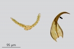 Didymodon ferrugineus