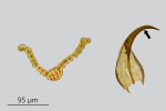 Didymodon ferrugineus