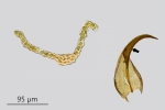 Didymodon ferrugineus