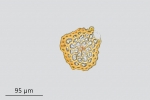 Didymodon ferrugineus