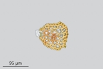 Didymodon ferrugineus