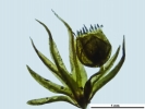 Campylostelium pitardii