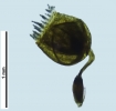 Campylostelium pitardii