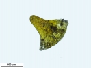 Campylostelium pitardii