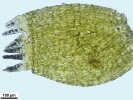 Campylostelium pitardii