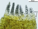 Campylostelium pitardii