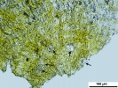Campylostelium pitardii