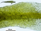 Campylostelium pitardii